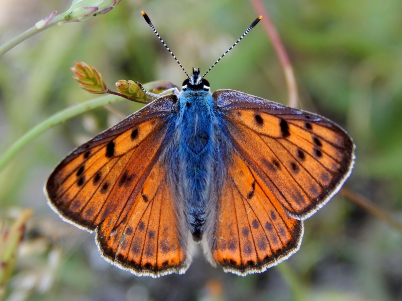 chi l''ha vista?? Lycaena alciphron